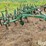 john-deere-at40-image-3