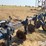 blu-jet-30’-anhydrous-applicator-image-13