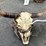 #136-•-buffalo-skull-statue-image-1