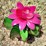 #111-•-metal-art---small-green-cactus-w/pink-flower-image-2