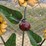 #129-•-metal-art---sunflower-arrangment-w/lady-bug-image-2