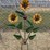 #129-•-metal-art---sunflower-arrangment-w/lady-bug-image-1