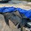 horse-turnout/stable-blankets-image-11