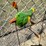 #114-•-metal-art---(2)-in-gound-blue-&-green-birds-image-2