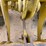 1996-caterpillar-914g-image-14