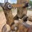 2003-caterpillar-320c-image-16
