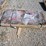 #l85-064-•-landhonor-9200-lbs-g70-chains-&-binders-image-3