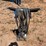pioneer-eclipse-floor-buffer-image-3