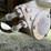 caterpillar-785b-image-89
