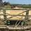 3pt-200-gallon-sprayer-image-9