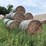 30-corn-stalk-bales-image-1