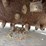 #5461-•-bobcat-24"-fastcut-skid-steer-planer-attachment-image-15