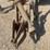 new-holland-280-image-2
