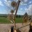 vermeer-v-rake-image-4