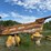 caterpillar-785b-image-6