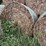 30-corn-stalk-bales-image-6