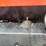 1983-massey-ferguson-4900-image-35