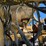 caterpillar-785b-image-84