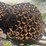 #1358-•-tire-chains-for-cat-993-image-8