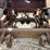 1988-great-dane-trailer-image-18