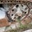 caterpillar-235b-image-48