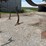 #2294-•-wil-rich-noble-5-shank-ripper-image-60