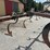 #2294-•-wil-rich-noble-5-shank-ripper-image-12
