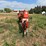 #2927-•-westfield-mk100-61-grain-auger-image-7