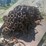 #1358-•-tire-chains-for-cat-993-image-2