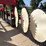 agco-5130-17-wheel-pull-type-rake—1-owner-image-24