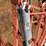 770-international-plow-image-12