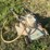 lawn-boy-electric-push-mower-image-6