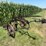 allis-chalmers-16”-one-bottom-pull-type-moldboard-plow-image-3