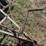 john-deere-13-shank-field-cultivator-image-11
