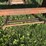 allis-chalmers-silage-blower-image-29