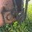 allis-chalmers-silage-blower-image-33