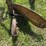 allis-chalmers-16”-one-bottom-pull-type-moldboard-plow-image-16