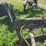 26”-one-bottom-horse-drawn-plow-image-8