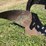 allis-chalmers-14”-one-bottom-moldboard-plow-image-9