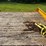 #2312-•-2006-redi-haul-16'-tandem-axle-trailer-image-20
