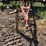 allis-chalmers-snap-coupler-10’-disk-image-15
