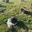 greenbrier-push-mower-image-1