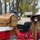 1970-1026-farmall-hydro-row-crop-golden-demonstrator-image-38