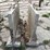 2-61/2’-long-portable-cement-walls-image-2