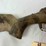 browning-x-bolt-270win-rifle-image-3