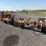 16'-lilliston-rolling-cultivator-toolbar-image-1