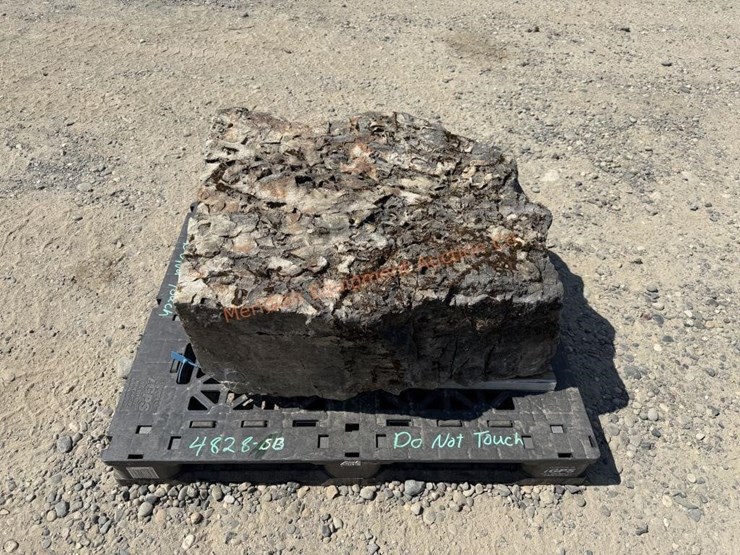large-crinoid-fossil-rock-from-limestone-quarry-image-8