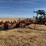 krause-2341-field-cultivator-image-7