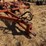 allis-chalmer-800-chisel-plow-image-11