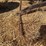 love-rod-weeders-image-20